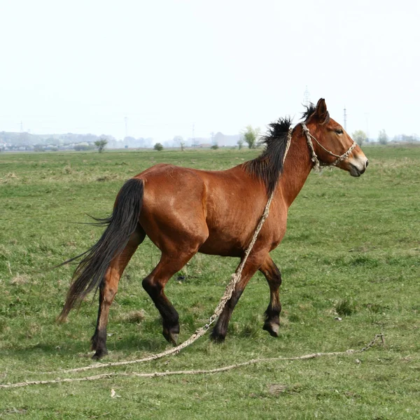Cavalo trotting — Fotografia de Stock