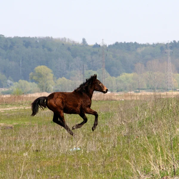 Gallopping kůň — Stock fotografie
