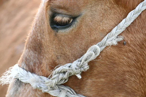 Horse'e 眼 — 图库照片