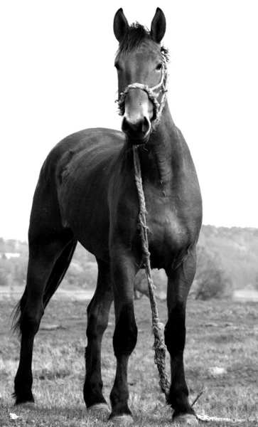 Bir at — Stok fotoğraf