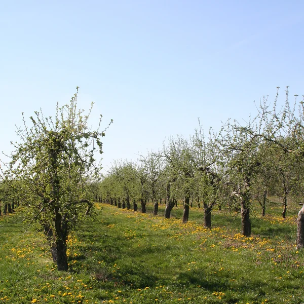 stock image Orchard