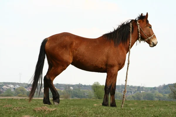 Cavallo — Foto Stock