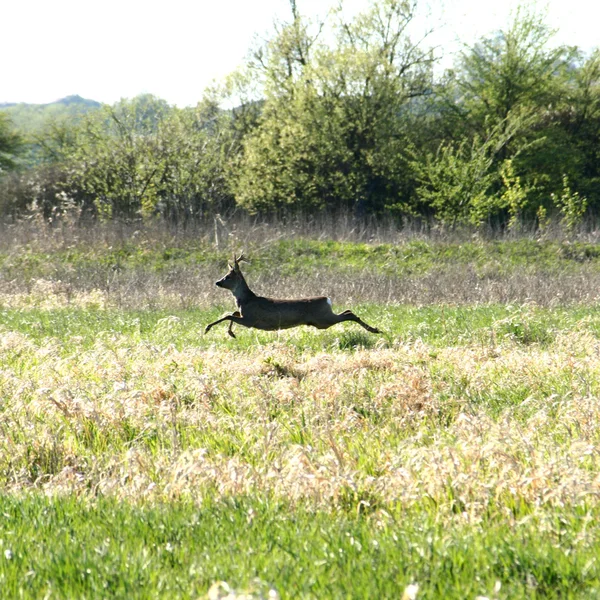 奔跑的鹿 — 图库照片