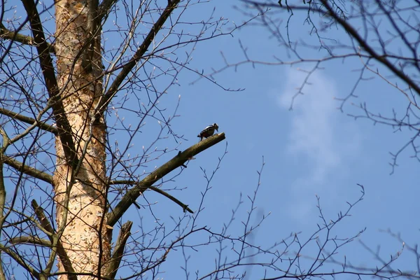啄木鸟 — 图库照片