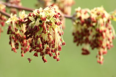 çiçeklenme tree