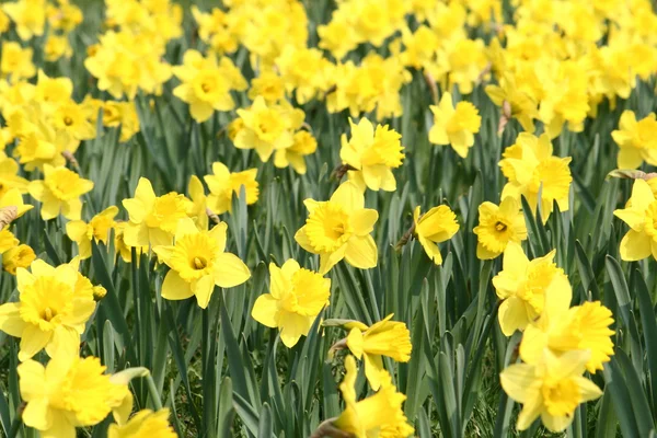 Polu daffodils — Zdjęcie stockowe
