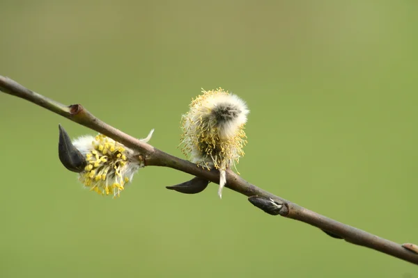 Pussy willow takje bloeien — Stockfoto