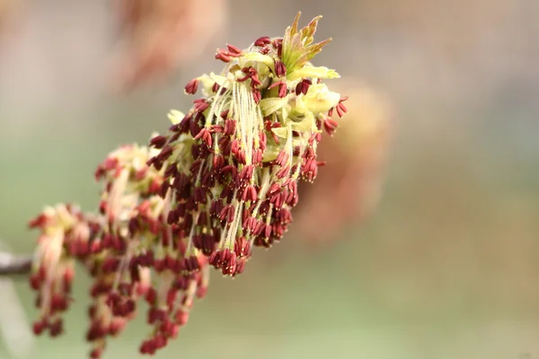 stock image Tree blooming