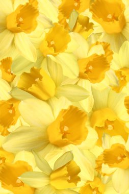 Daffodils clipart