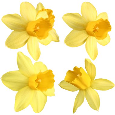 Daffodils isolated clipart