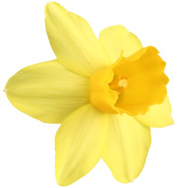 Daffodil isolated clipart