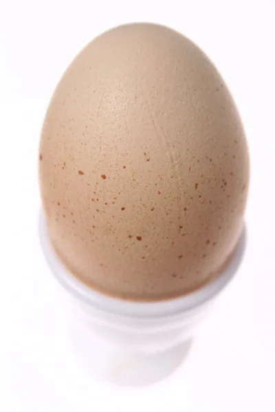 Eggholder を卵します。 — ストック写真