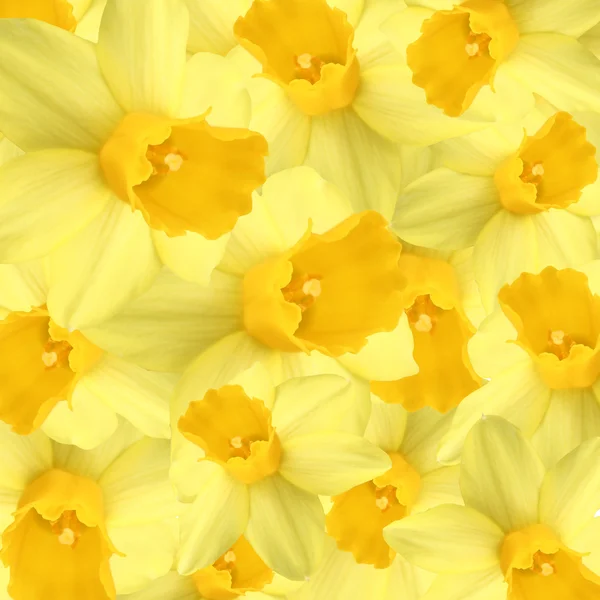 水仙の花 — ストック写真