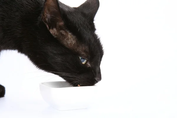 stock image Black cat eating