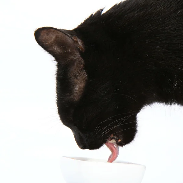 stock image Black cat eating