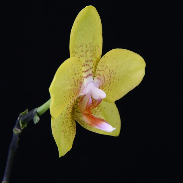 stock image Orchid