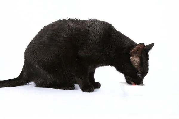 Kara kedi yemek — Stok fotoğraf