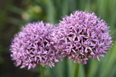 Giant Onion Flowers clipart