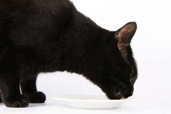 stock image Black cat eating