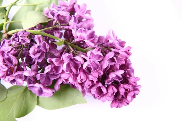 Violeta lila — Foto de Stock