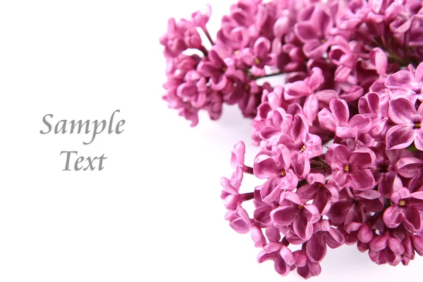 粉红紫丁香背景 — 图库照片