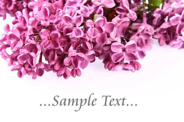 粉红紫丁香背景 — 图库照片