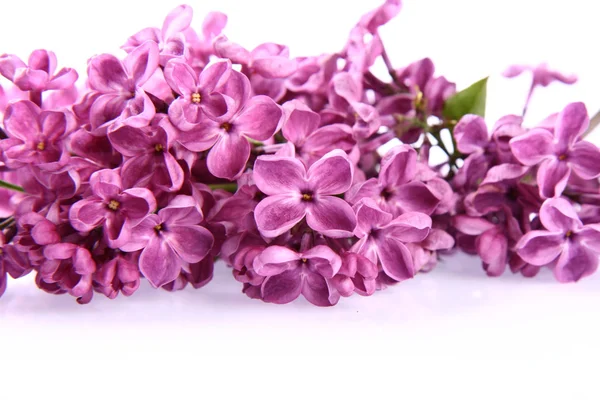 Violeta lila — Foto de Stock