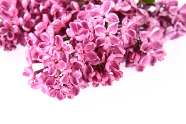 Rózsaszín lila — Stock Fotó