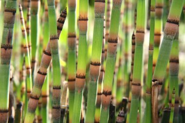 Horsetails clipart