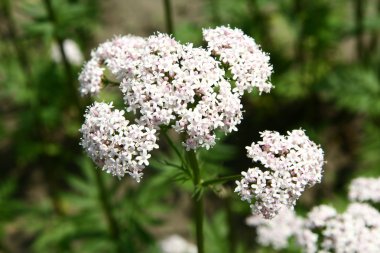 Valerian flowers clipart