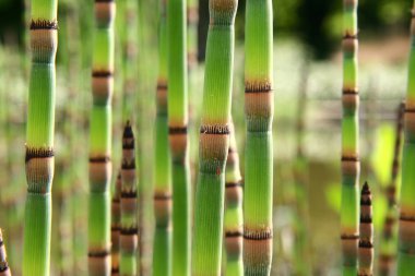 Horsetails