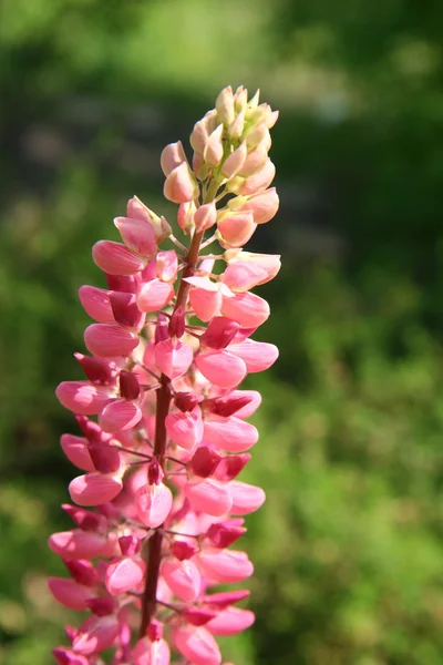 Lupin çiçek