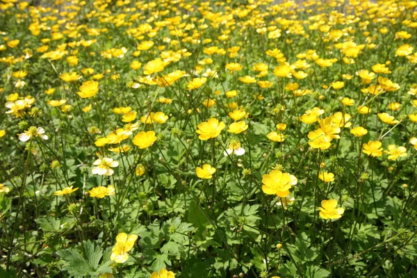 Buttercup flowers — ストック写真
