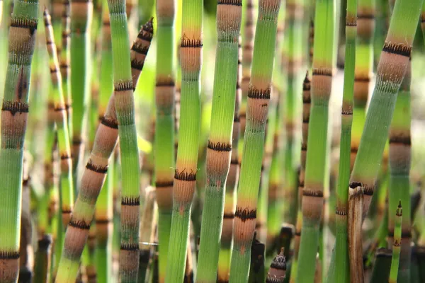 Horsetails — Stock Image Horsetails Royalty Free Stock Photos