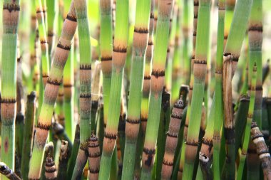 Horsetails