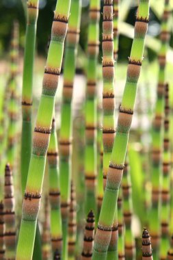 Horsetails clipart