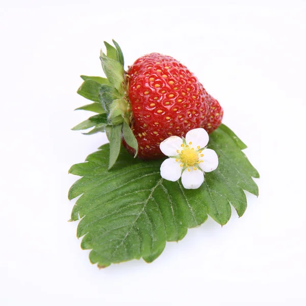 Φράουλα — Φωτογραφία Αρχείου