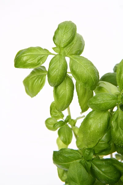 Basil plant — Stock Photo, Image