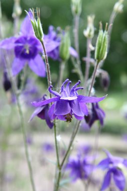 Columbine çiçekler