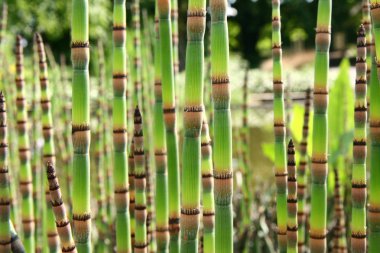 Horsetails clipart