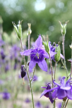 Columbine çiçekler