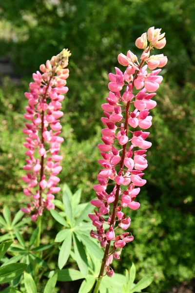 Pink lupin — Stock Photo, Image