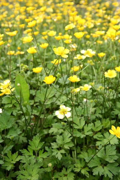 Flores de buttercup — Fotografia de Stock