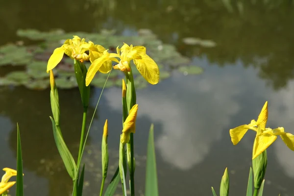 stock image Iris flowers