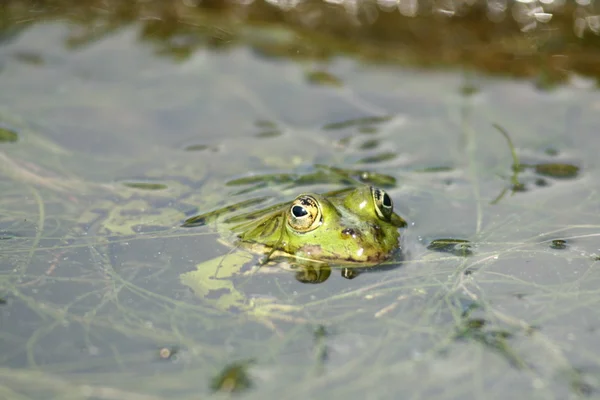 stock image A Frog