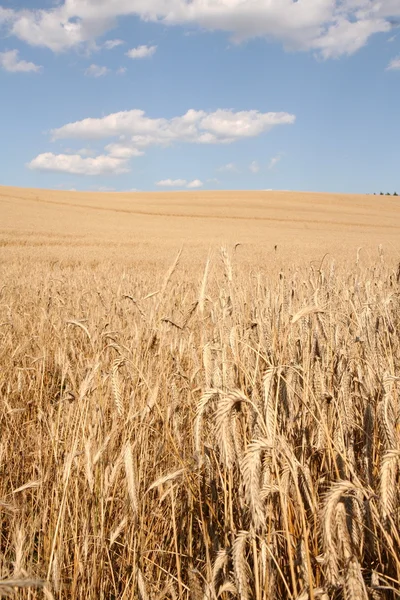 Поле зерновых — стоковое фото