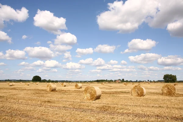 Hay bales on a field — Stock Photo, Image