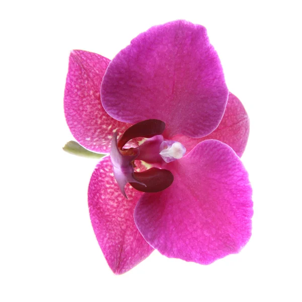 Purple Orchid — Stock Photo, Image