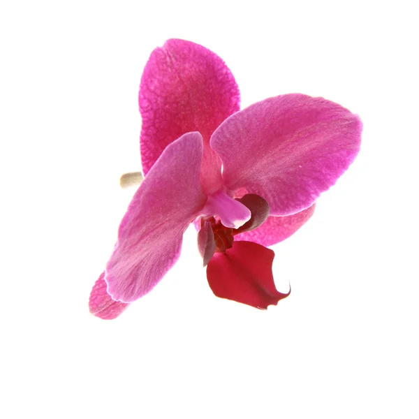 Orquídea púrpura — Foto de Stock