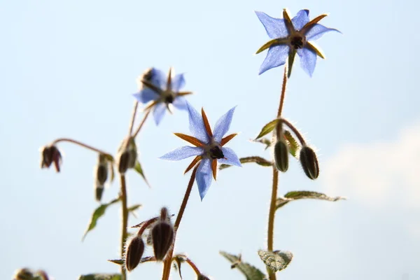 Kwiaty ogórecznika — Zdjęcie stockowe